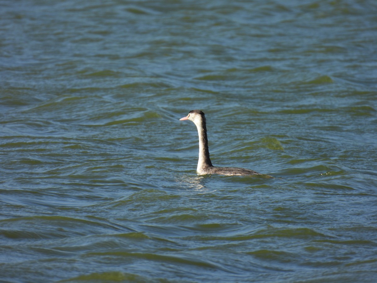 Great Crested Grebe - ML613448638