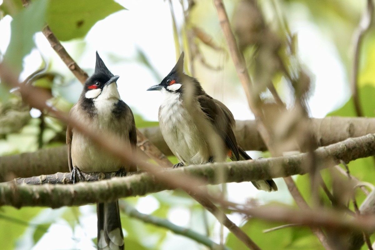 Red-whiskered Bulbul - Lam Chan