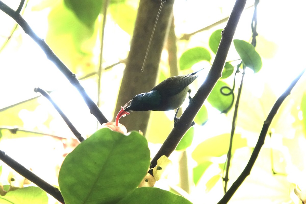 Fork-tailed Sunbird - ML613448725