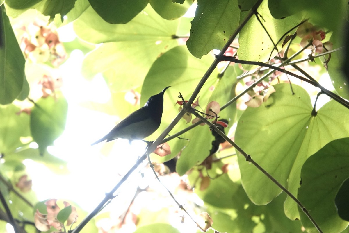 Fork-tailed Sunbird - Lam Chan