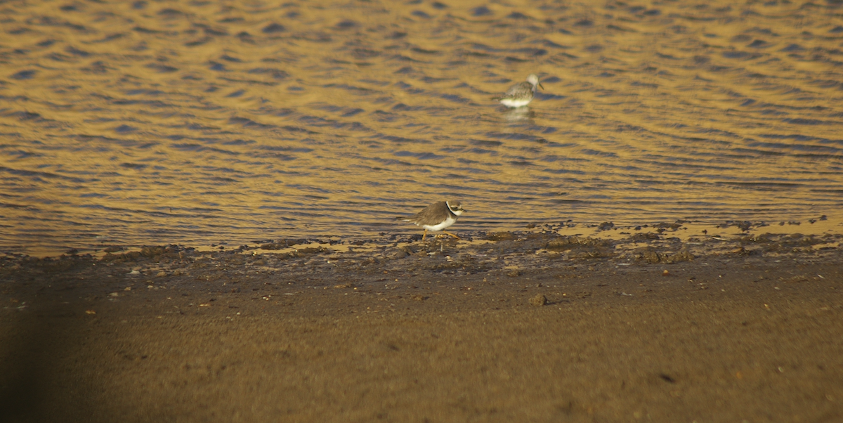 Common Ringed Plover - ML613448911