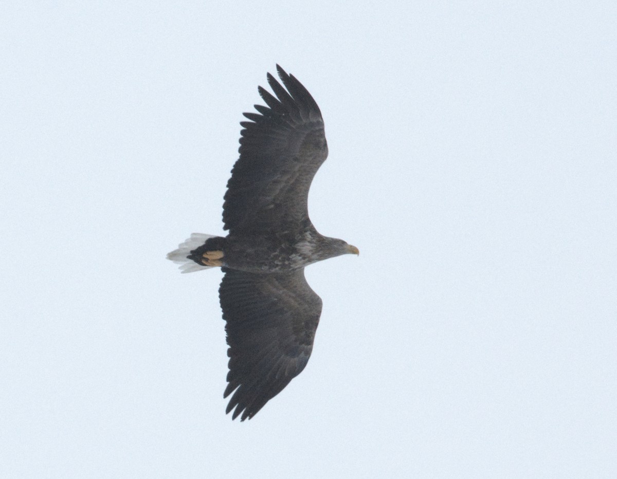 White-tailed Eagle - ML613448988