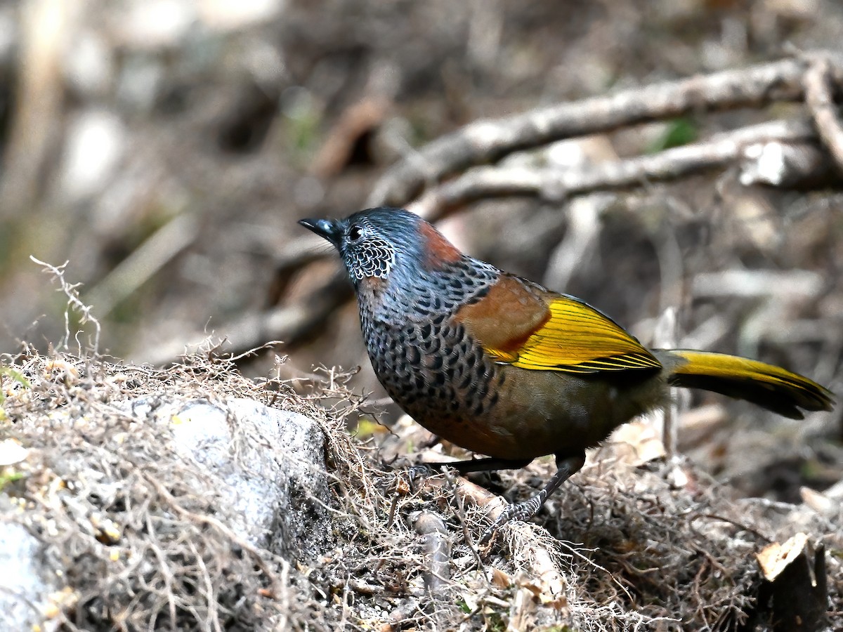 Chestnut-crowned Laughingthrush - ML613449205