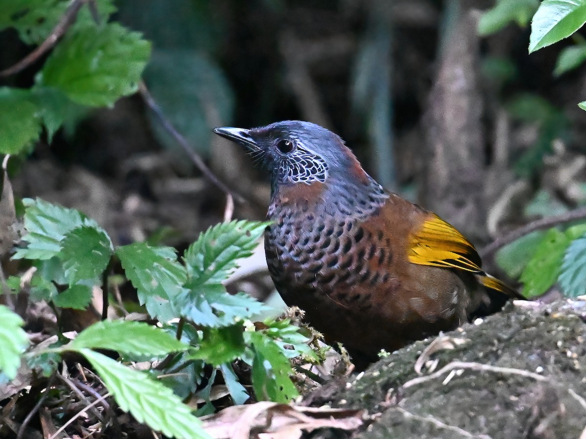 Chestnut-crowned Laughingthrush - peng su