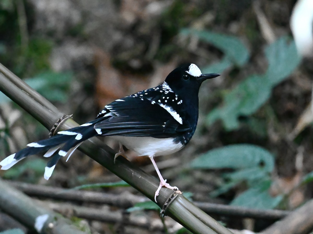 Spotted Forktail - ML613449260