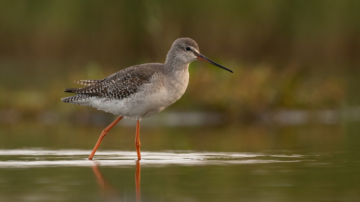 Spotted Redshank - ML613449290