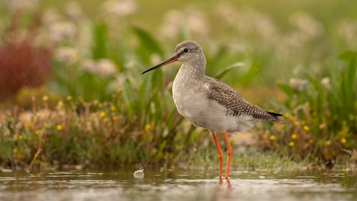 Spotted Redshank - ML613449292