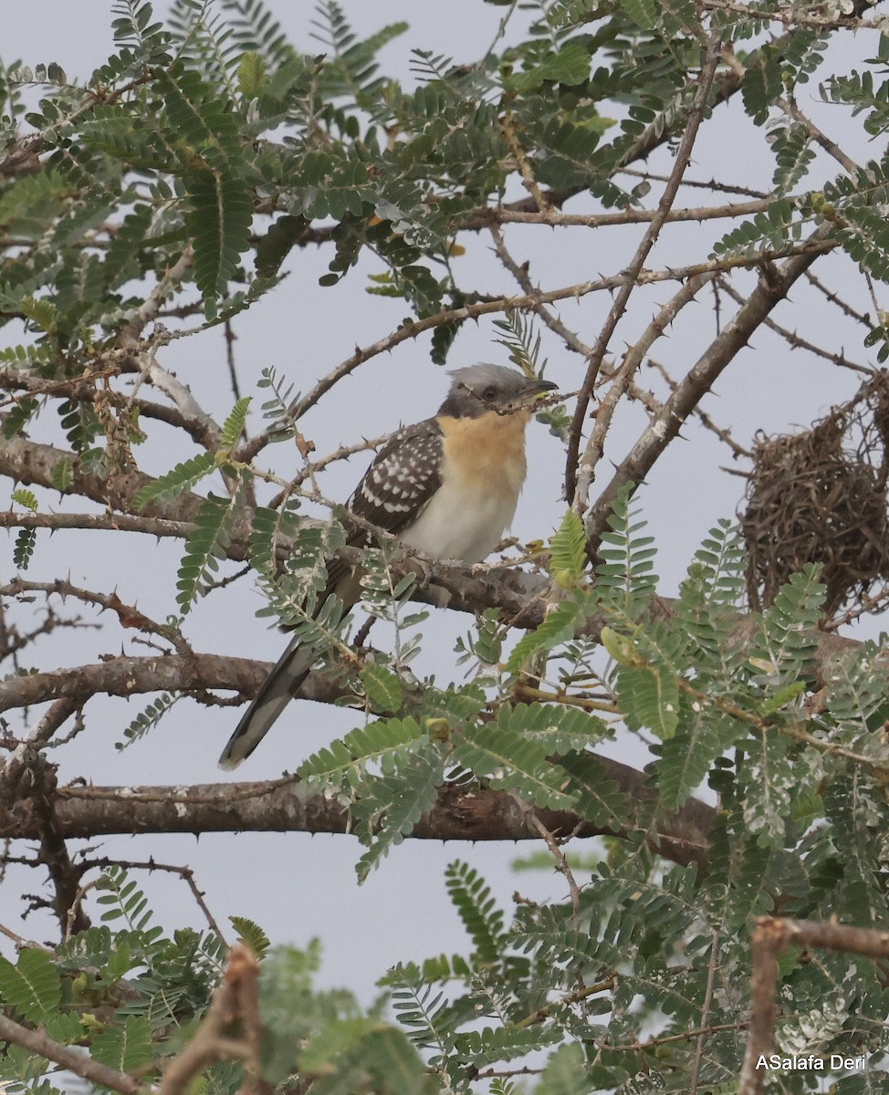 Great Spotted Cuckoo - ML613449613