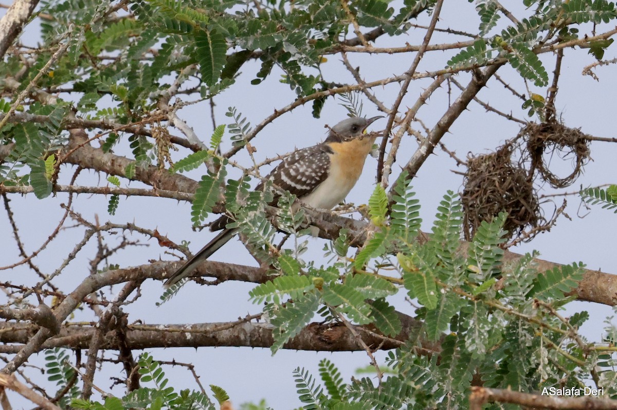 Great Spotted Cuckoo - ML613449617