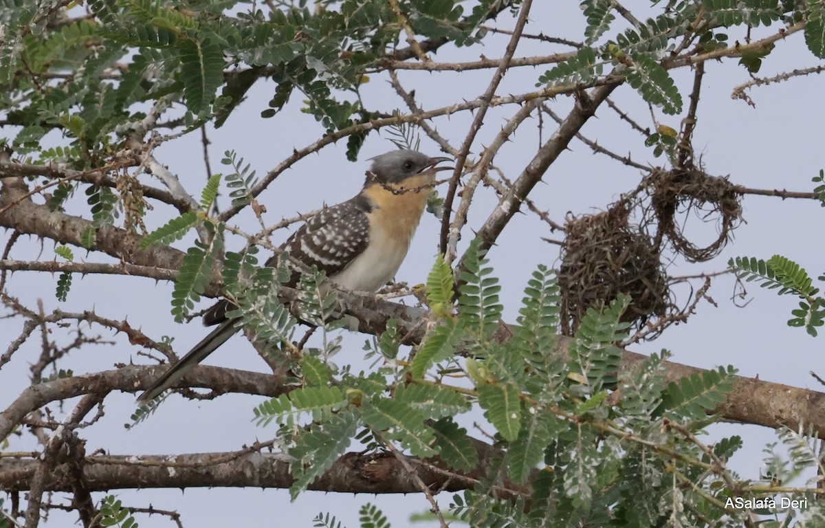 Great Spotted Cuckoo - ML613449618