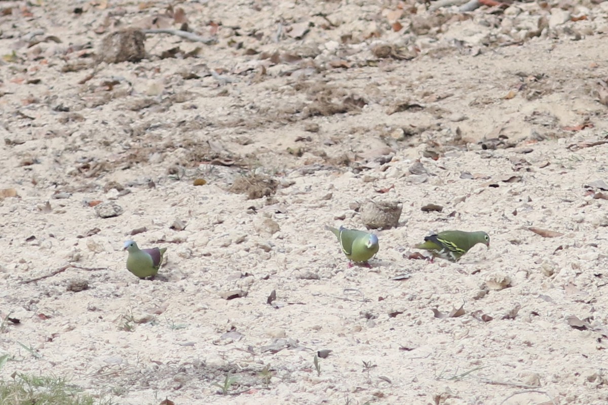 Thick-billed Green-Pigeon at Kaeng Krachan NP--Km.9 vicinity by Benjamin Pap