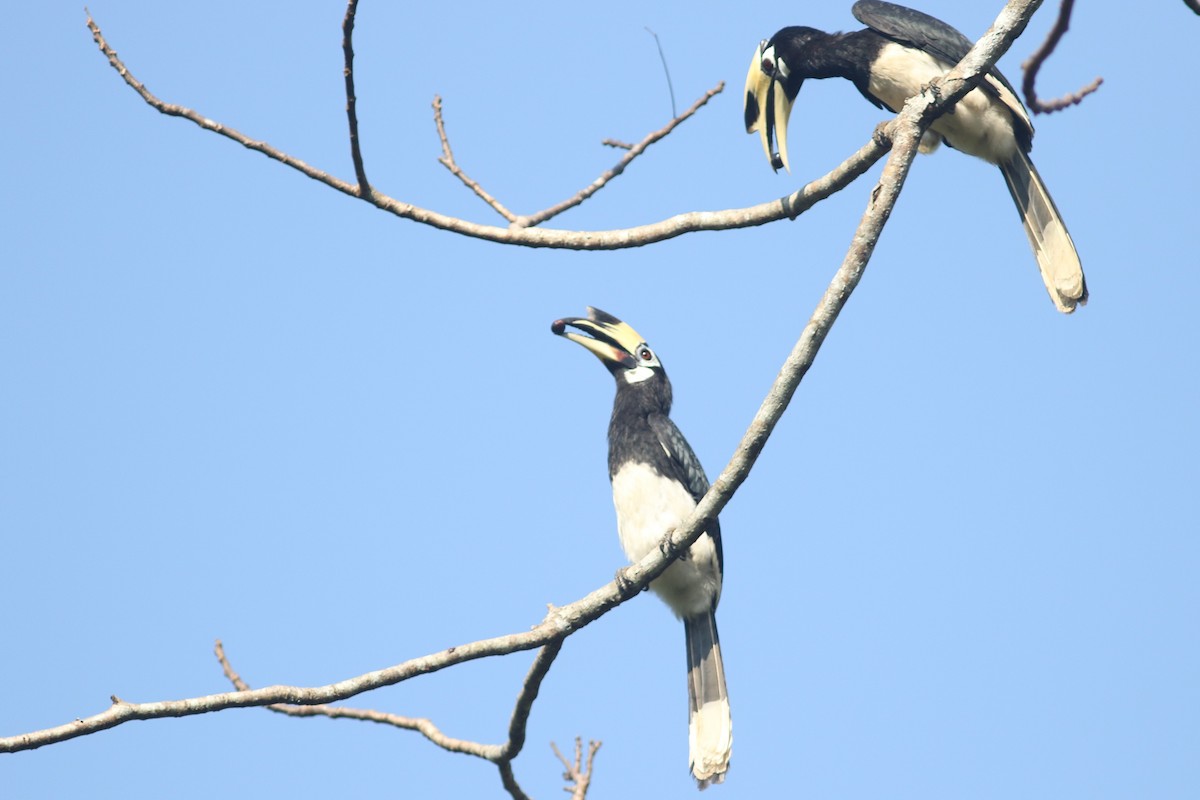 Oriental Pied-Hornbill at Kaeng Krachan NP--Km.9 vicinity by Benjamin Pap