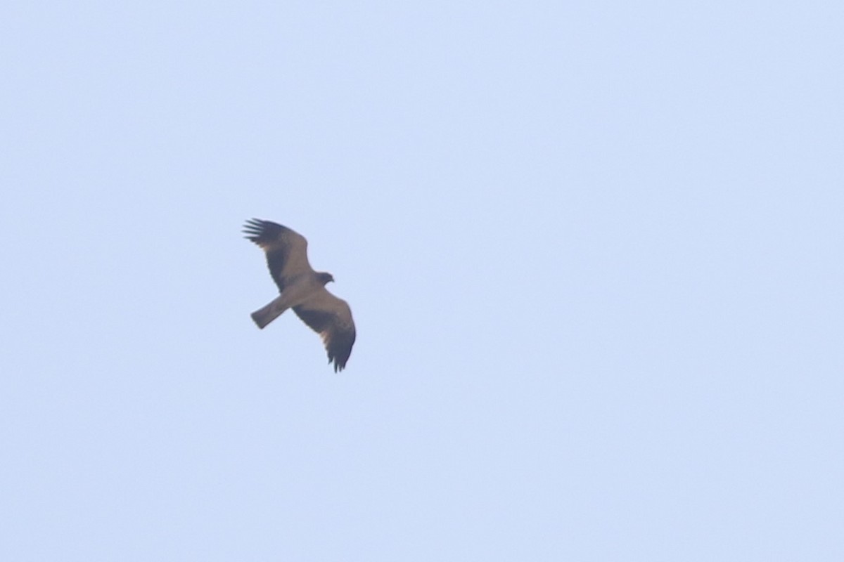 Booted Eagle at Ton Maphrao--paddies E of Hwy. 4 by Benjamin Pap