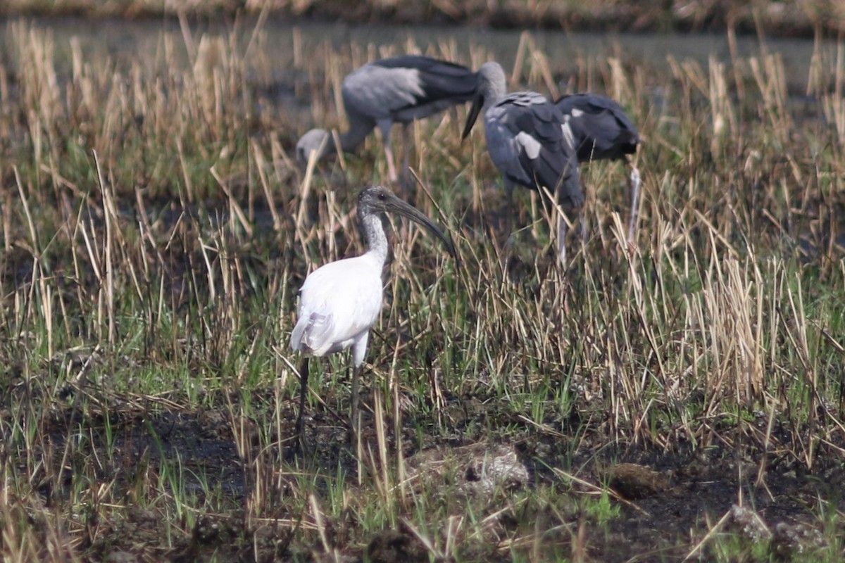 Black-headed Ibis at Ton Maphrao--paddies E of Hwy. 4 by Benjamin Pap