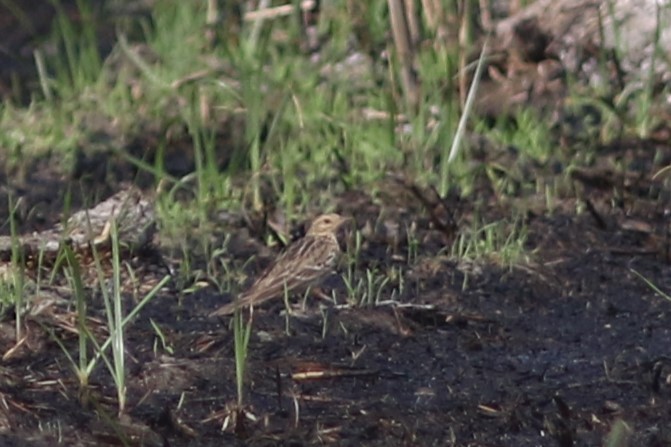 Red-throated Pipit at Ton Maphrao--paddies E of Hwy. 4 by Benjamin Pap