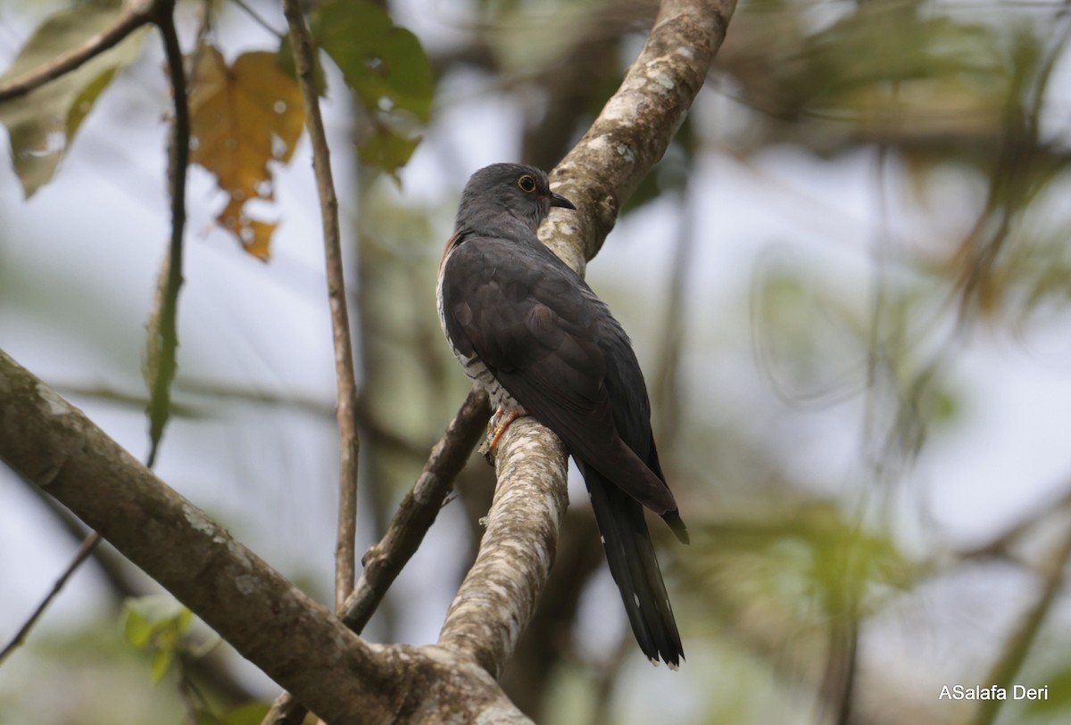 Red-chested Cuckoo - ML613450424