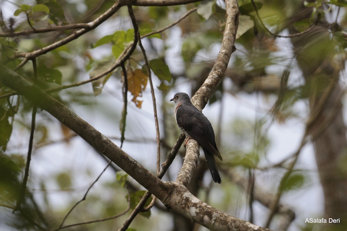 Red-chested Cuckoo - ML613450426
