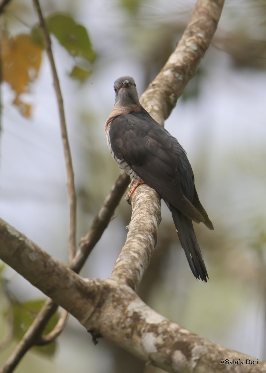 Red-chested Cuckoo - ML613450427