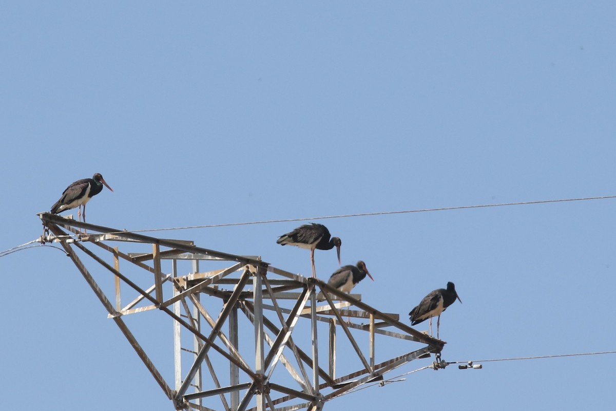 Black Stork at Khok Duea--Dai Tan Junction paddies by Benjamin Pap