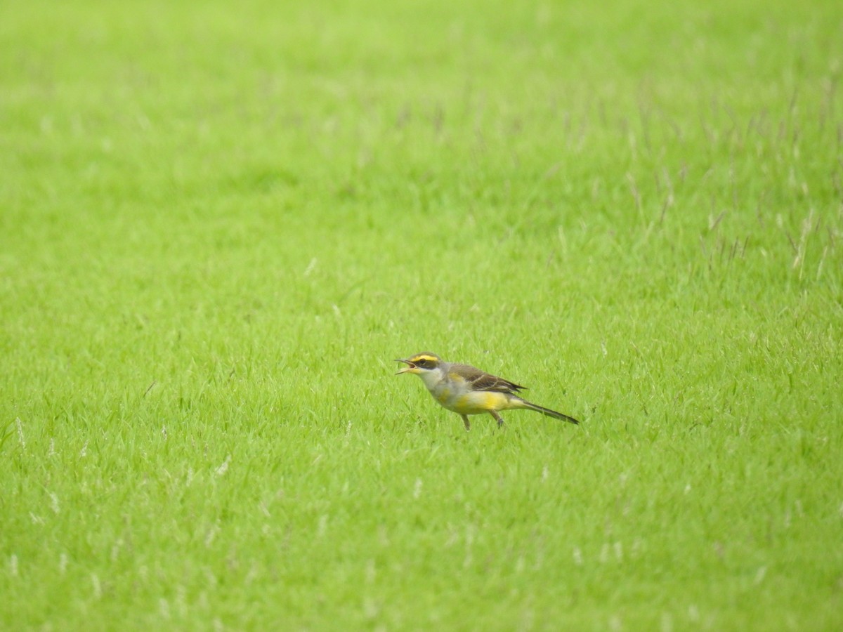 Eastern Yellow Wagtail (Green-headed) - Oliver Tan
