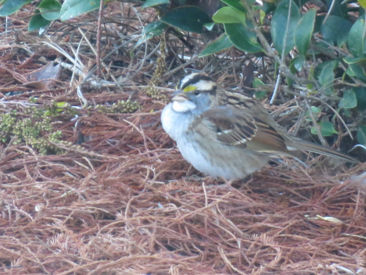 White-throated Sparrow - ML613450853
