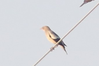 White-shouldered Starling at Bang Tabun Ok 