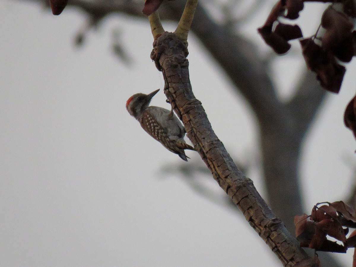 Brown-backed Woodpecker - ML613451088