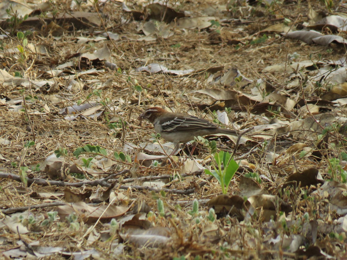 Chestnut-crowned Sparrow-Weaver - ML613451246