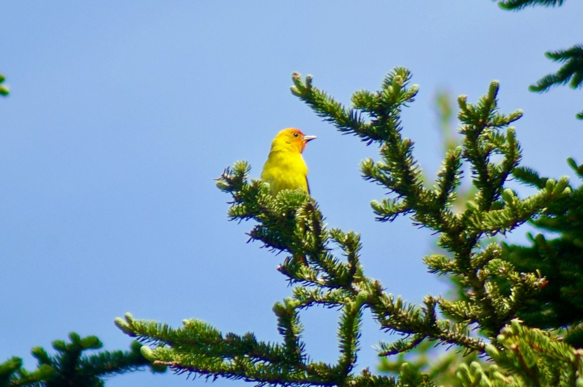 Western Tanager - ML61345141