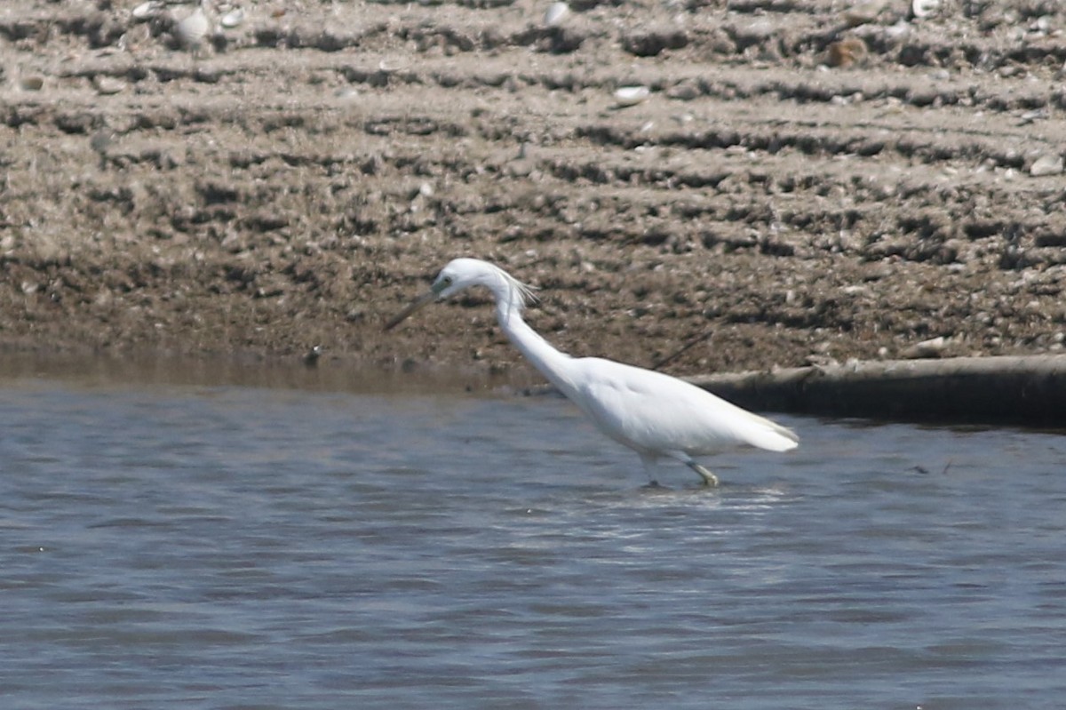 Chinese Egret at Pak Thale Nature Reserve (general area) by Benjamin Pap