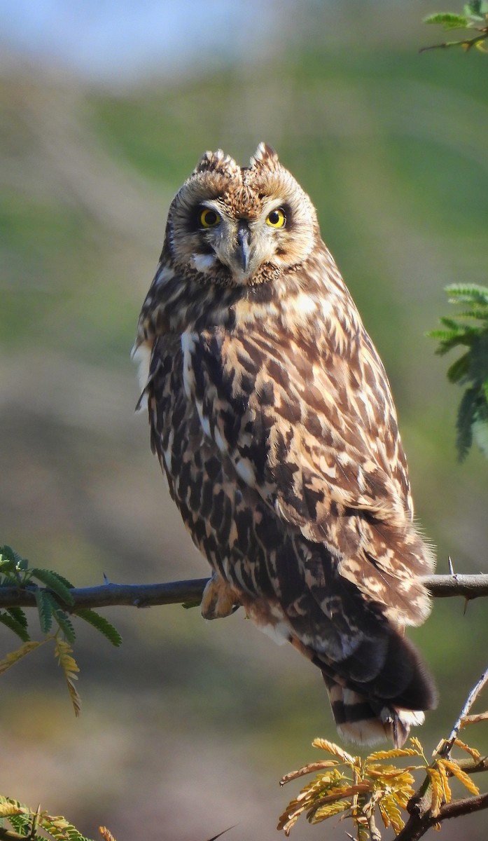 Short-eared Owl - ML613451498