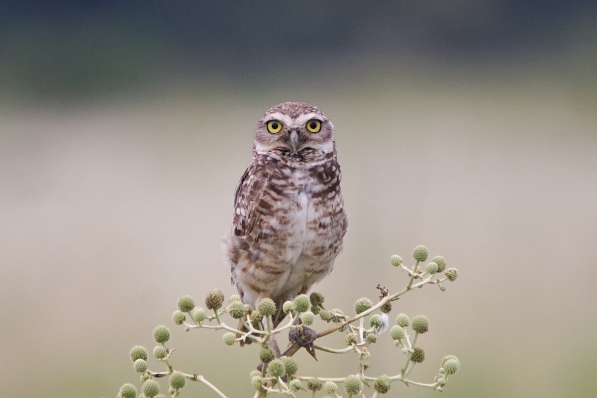 Burrowing Owl - ML613451586