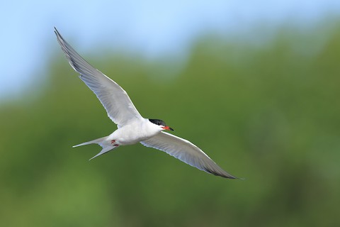 Eagle Creek Park-Marina- Birding & Birdwatching Opportunities –  Indianabirdingtrail