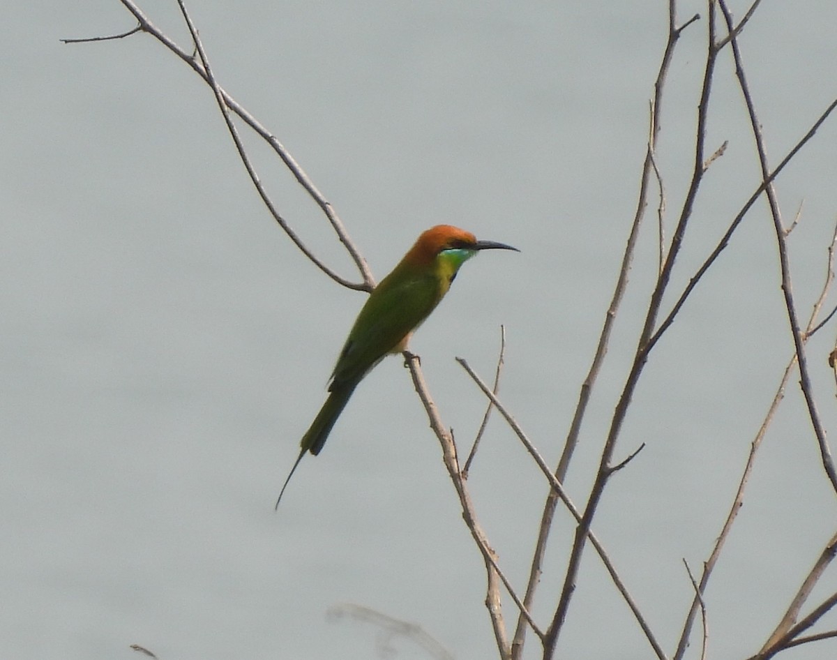 Asian Green Bee-eater - ML613451900
