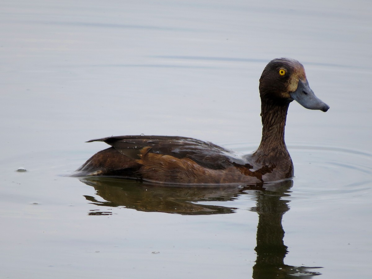 Tufted Duck - ML613452132