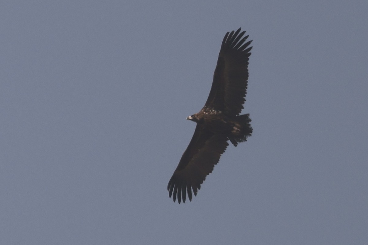 Cinereous Vulture - ML613452212