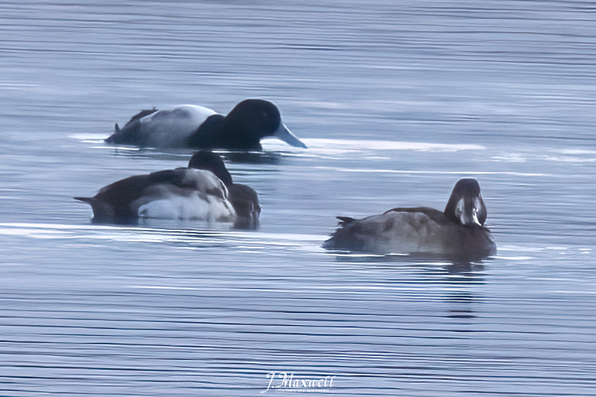 Greater Scaup - ML613452245