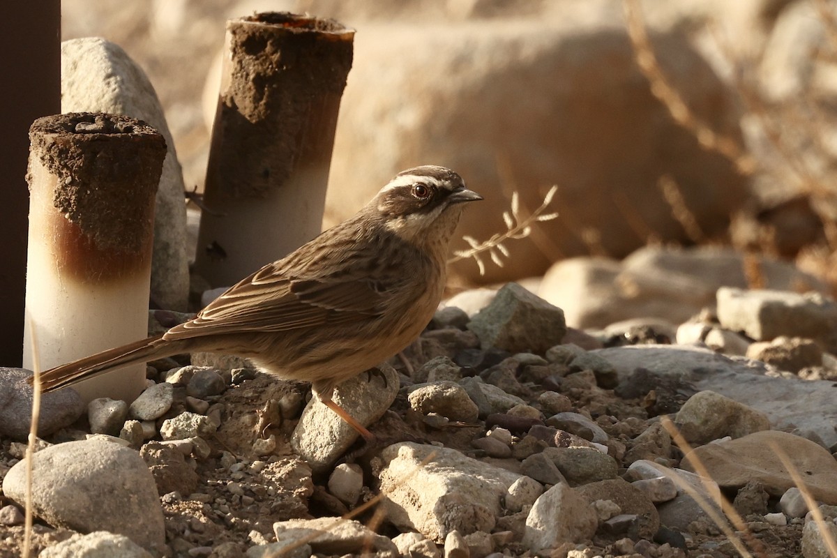 Brown Accentor - ML613452248