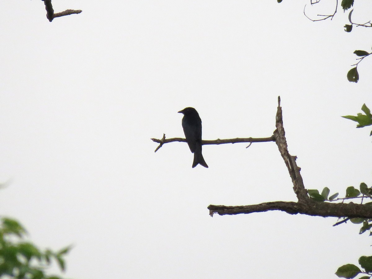 Fork-tailed Drongo (Glossy-backed) - ML613452657
