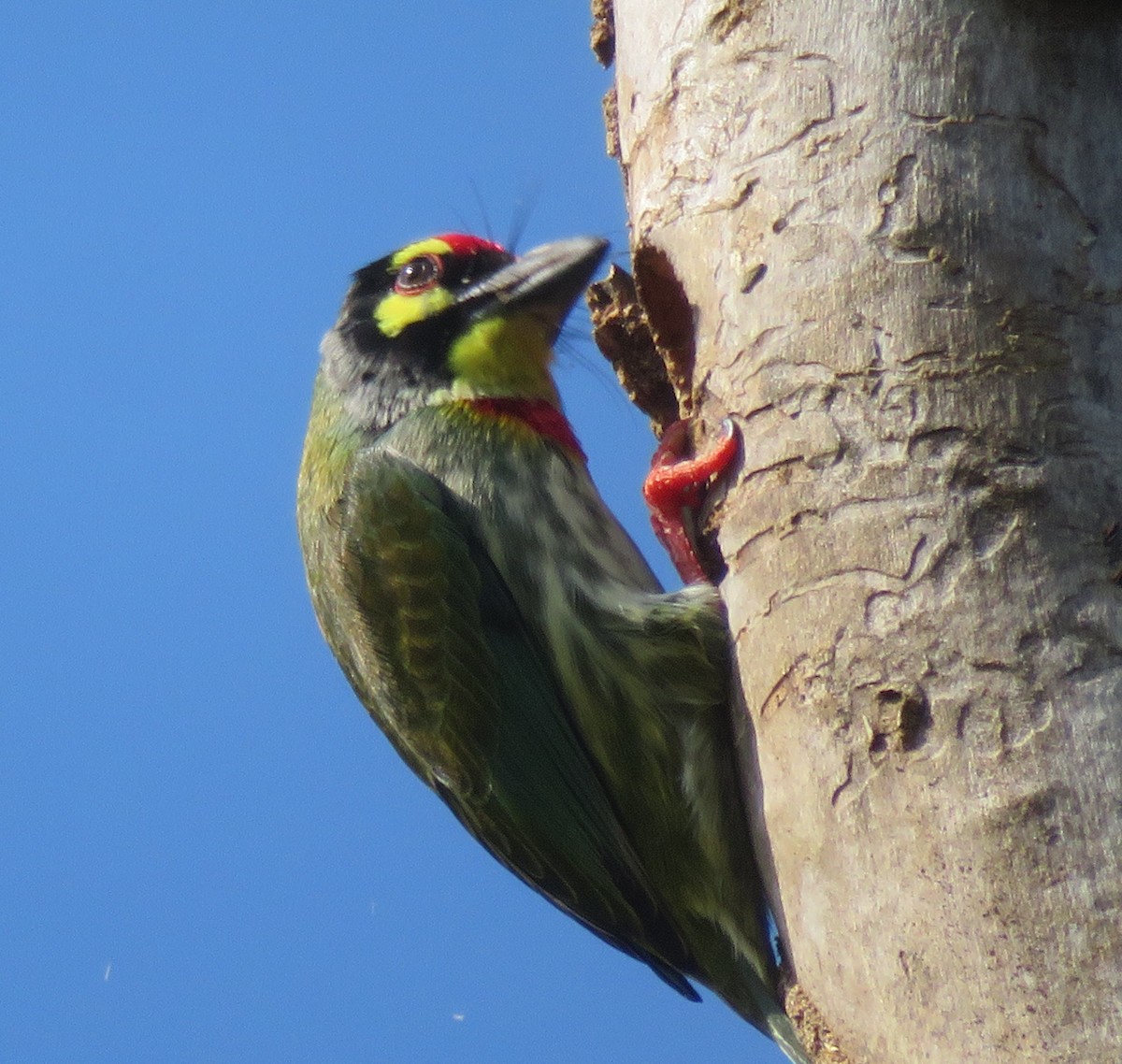Coppersmith Barbet - amy silver