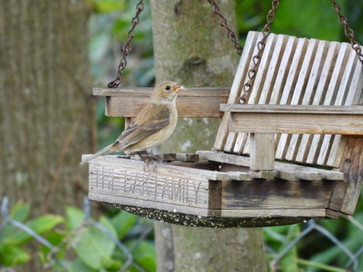 EBird Checklist 13 Jan 2024 My Backyard Summer Trees 32246 10   1200