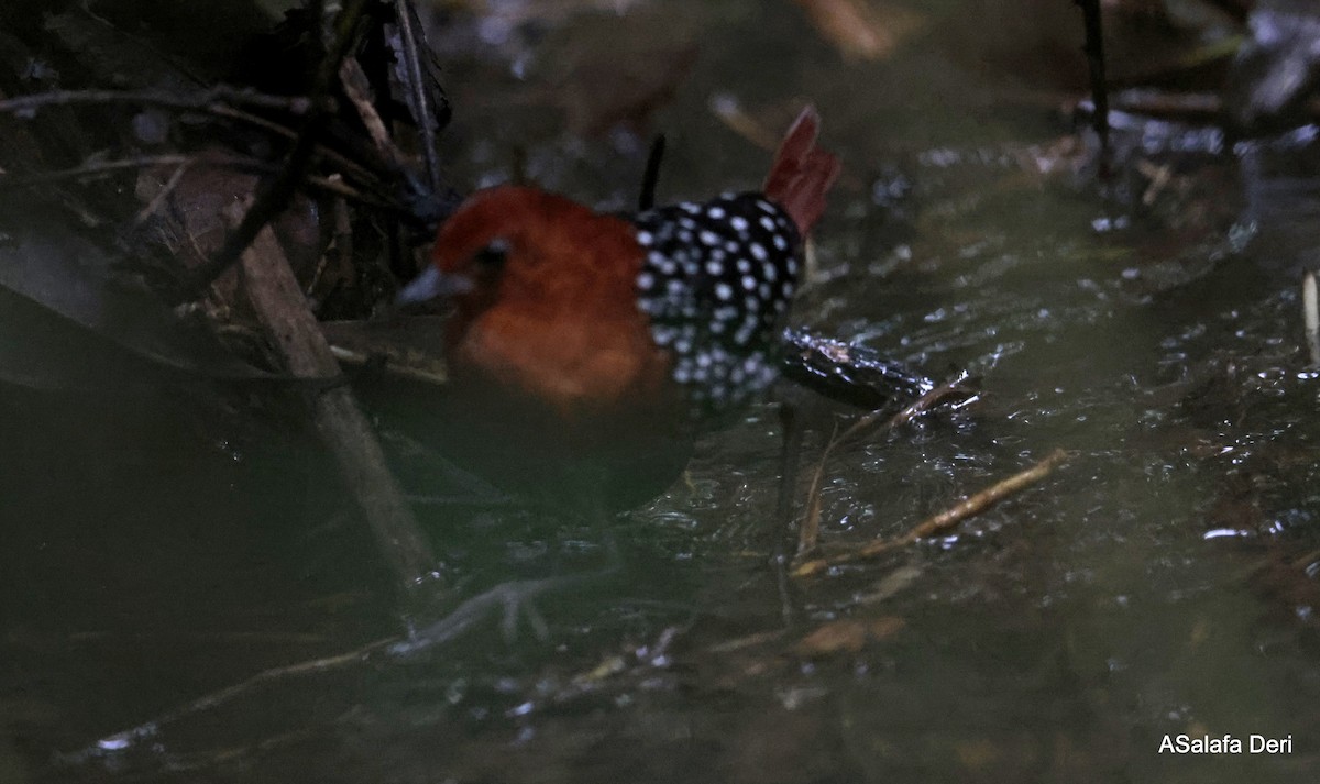 White-spotted Flufftail - ML613452781
