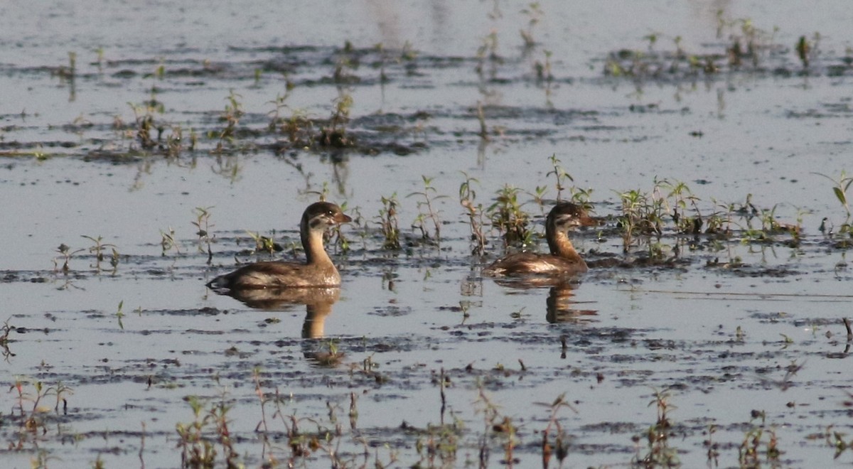 eBird Australia Checklist 29 Jul 2023 Richland Creek WMA (N. Unit