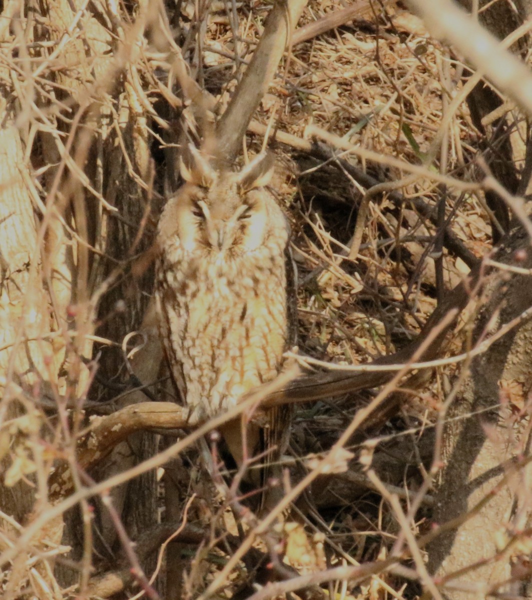 Long-eared Owl - ML613453727
