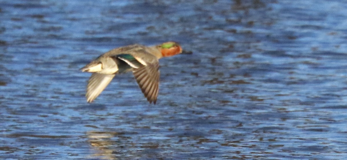 Green-winged Teal - ML613453851