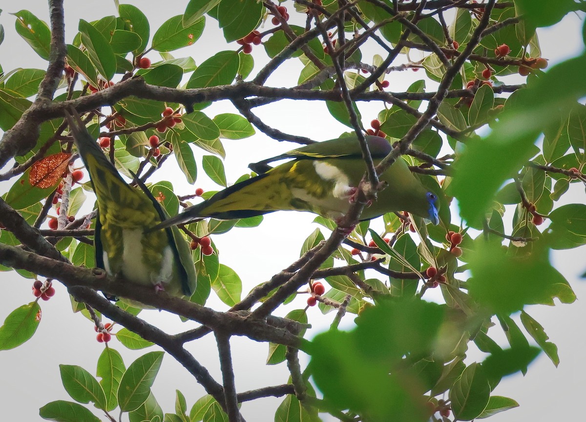 Yellow-vented Green-Pigeon - ML613453914