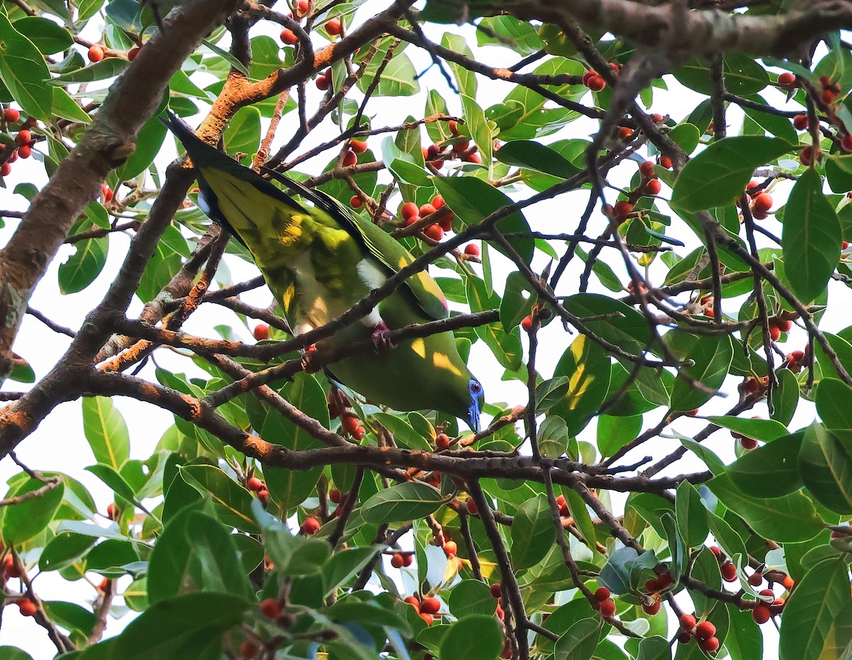 Yellow-vented Green-Pigeon - ML613453916
