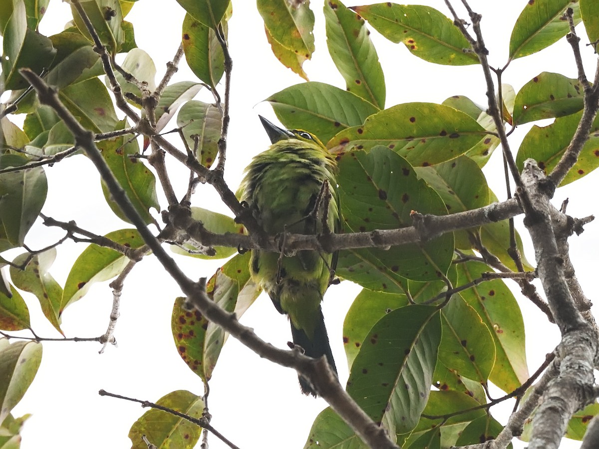 Flame-fronted Barbet - ML613454054