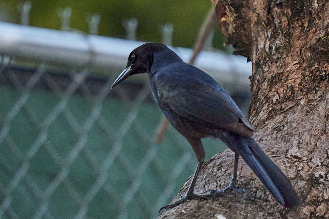 Boat-tailed Grackle - ML613454430