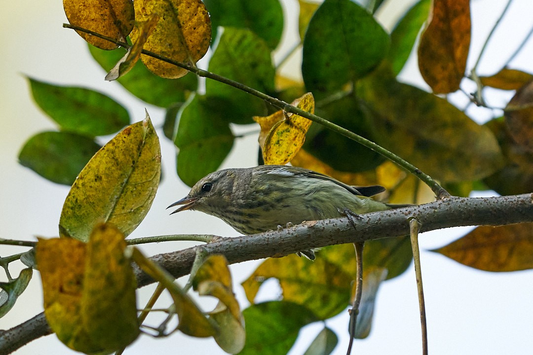 Cape May Warbler - ML613454443